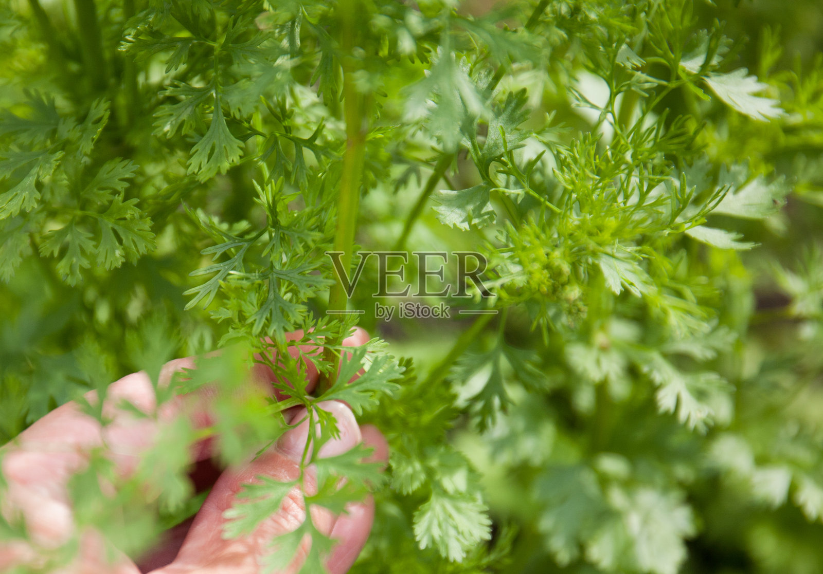 香菜，芫荽(芫荽)，来自伞科(伞形科)，是由园丁采摘。照片摄影图片
