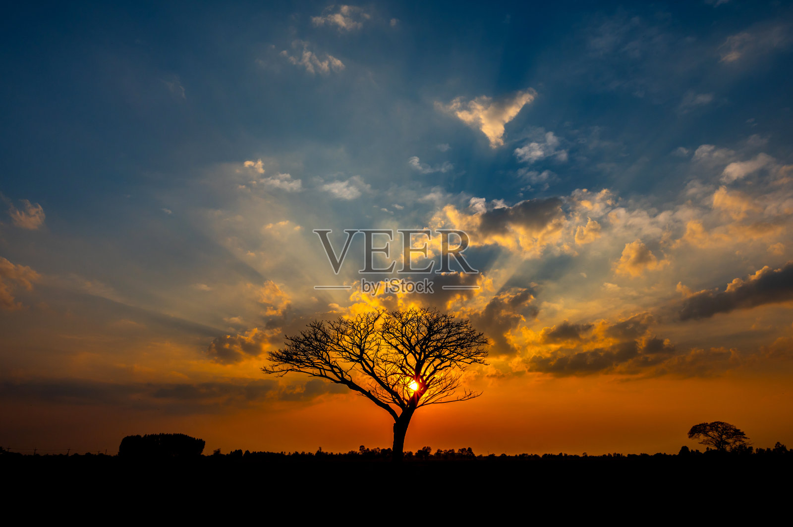 全景剪影树在非洲日落。树在夕阳的映衬下显出轮廓。田野上的一棵黑暗的树，壮观的日出。典型的非洲日落与相思树在马赛马拉，肯尼亚照片摄影图片