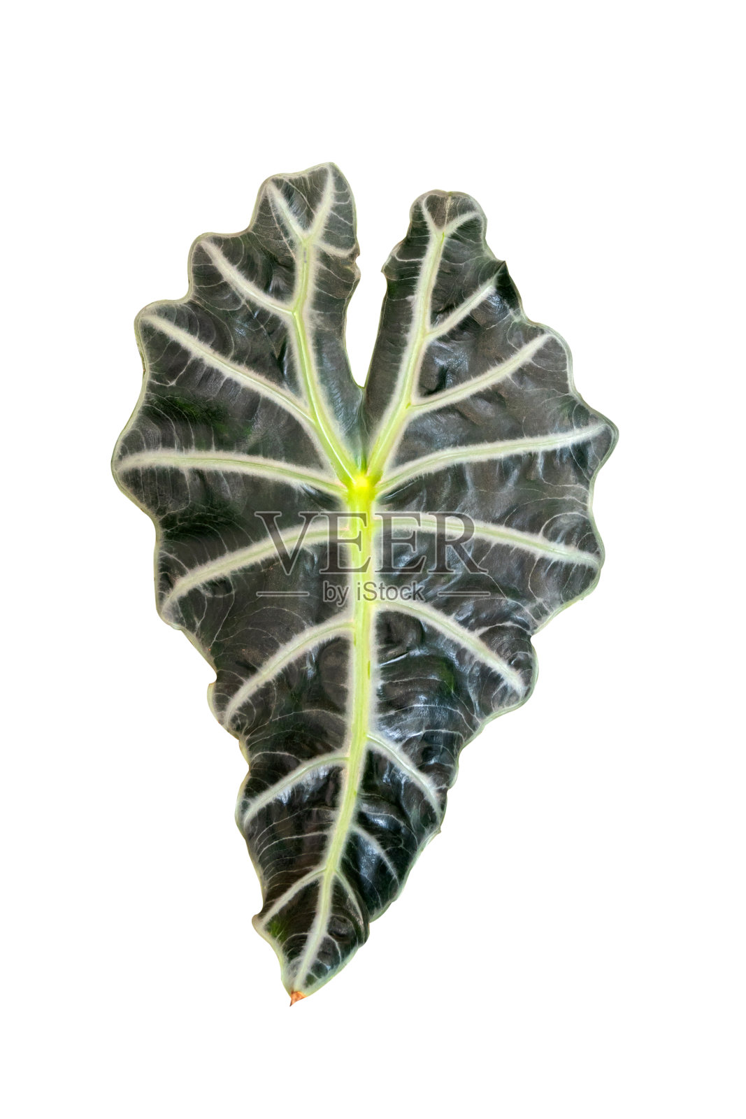 空气净化叶片隔离在白色背景。巴豆叶或室内植物。照片摄影图片