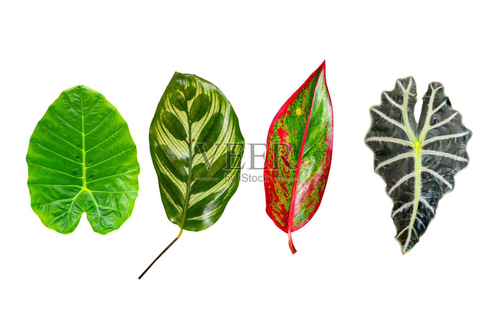 彩色的植物叶子集孤立在白色的背景照片摄影图片