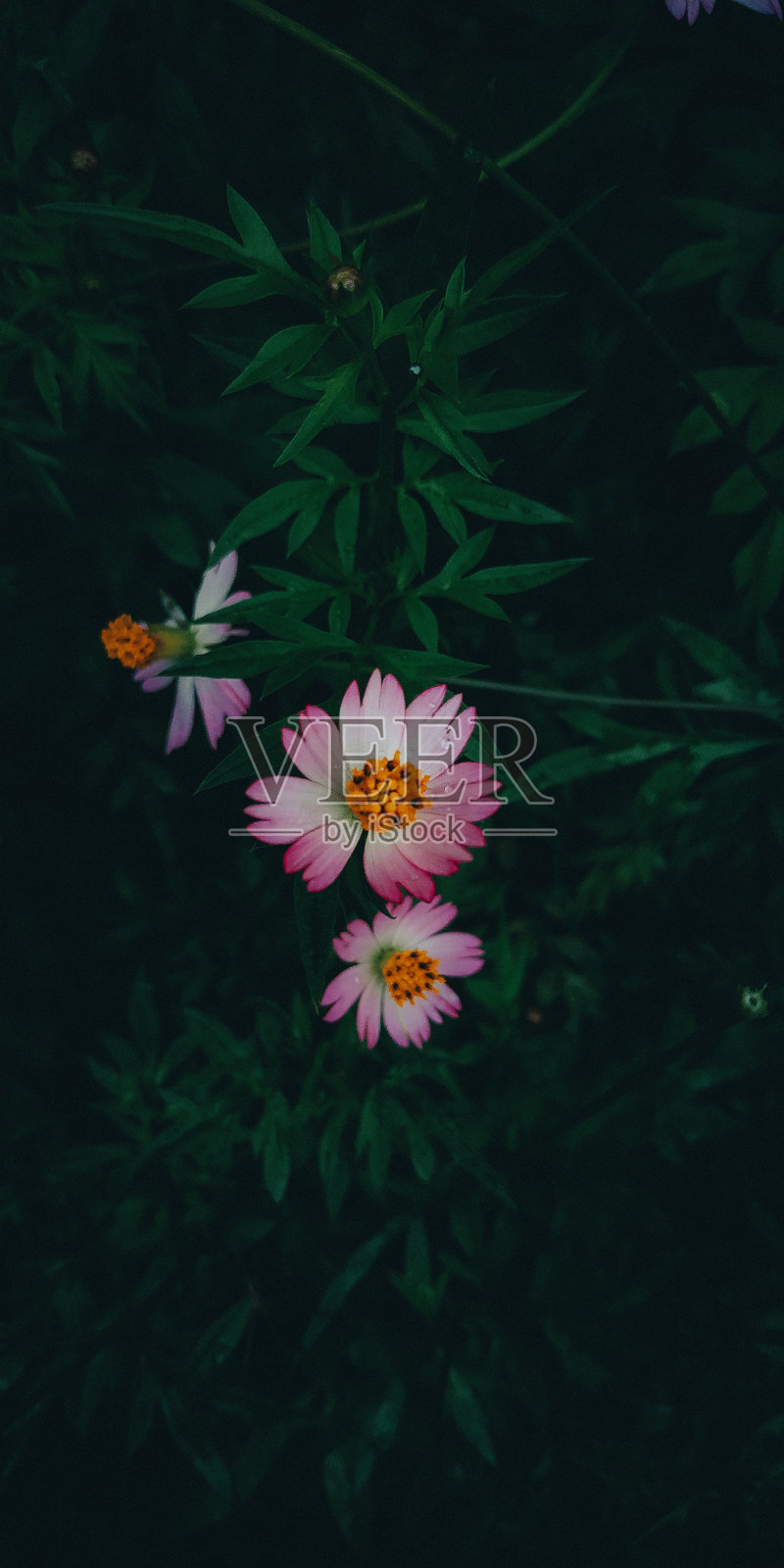 在黑暗中开花照片摄影图片