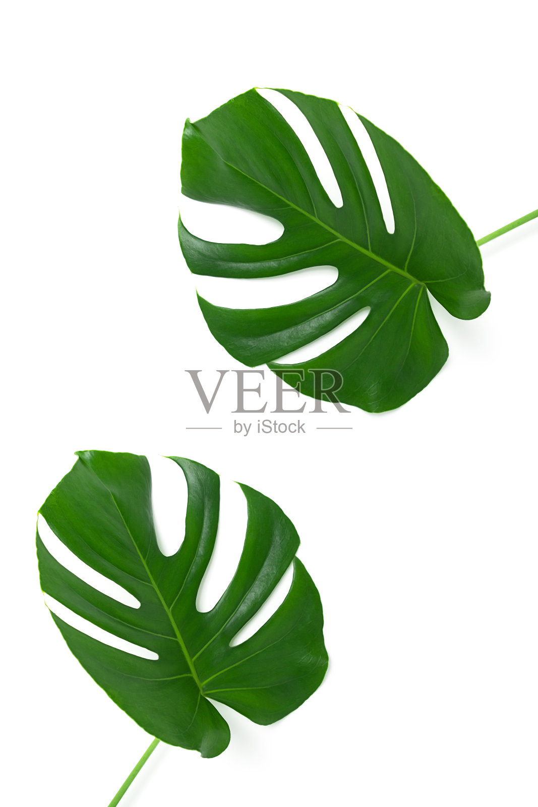 两片美丽的巨叶孤立在白色的背景上。简约主义的概念照片摄影图片
