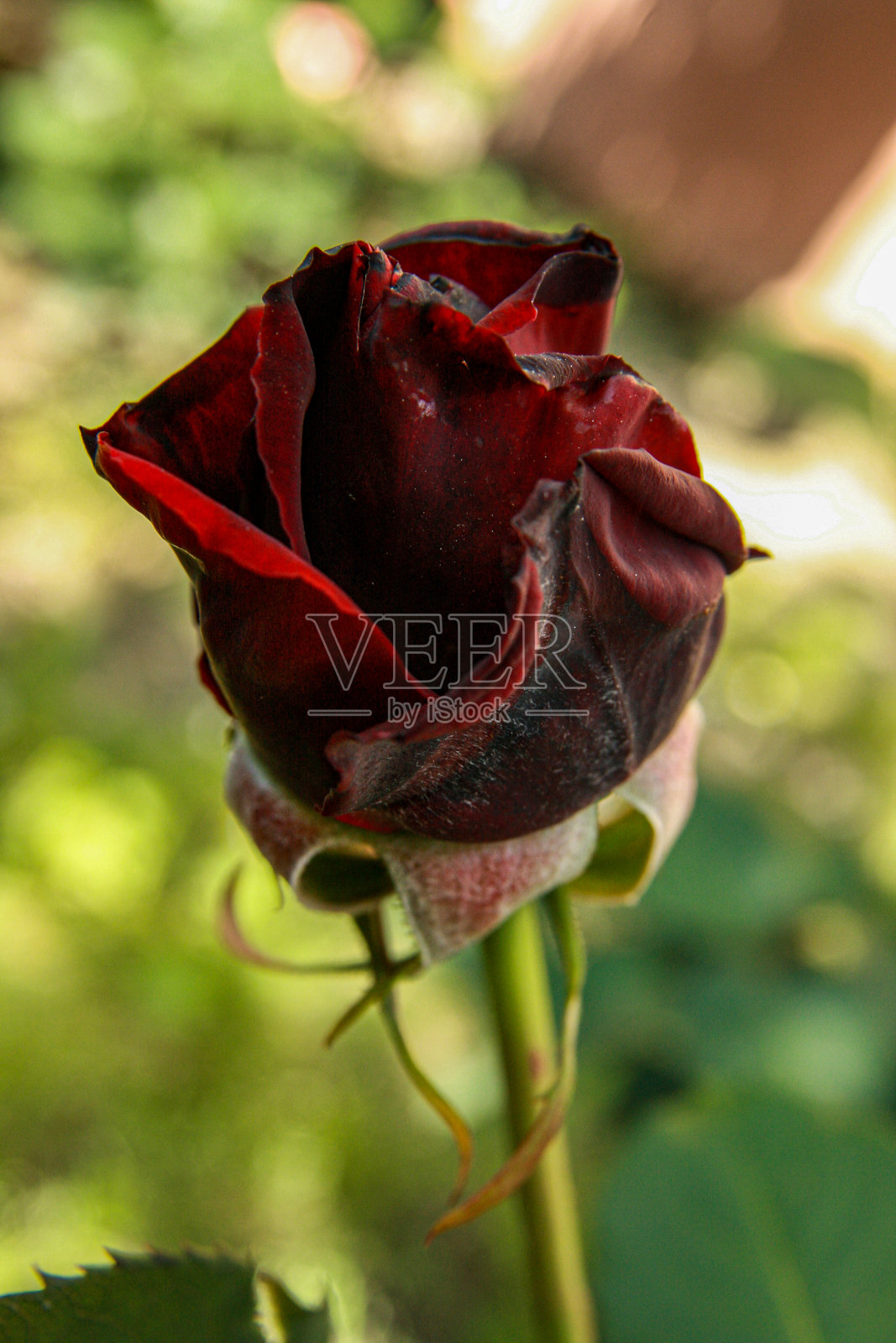 我的黑色玫瑰照片摄影图片