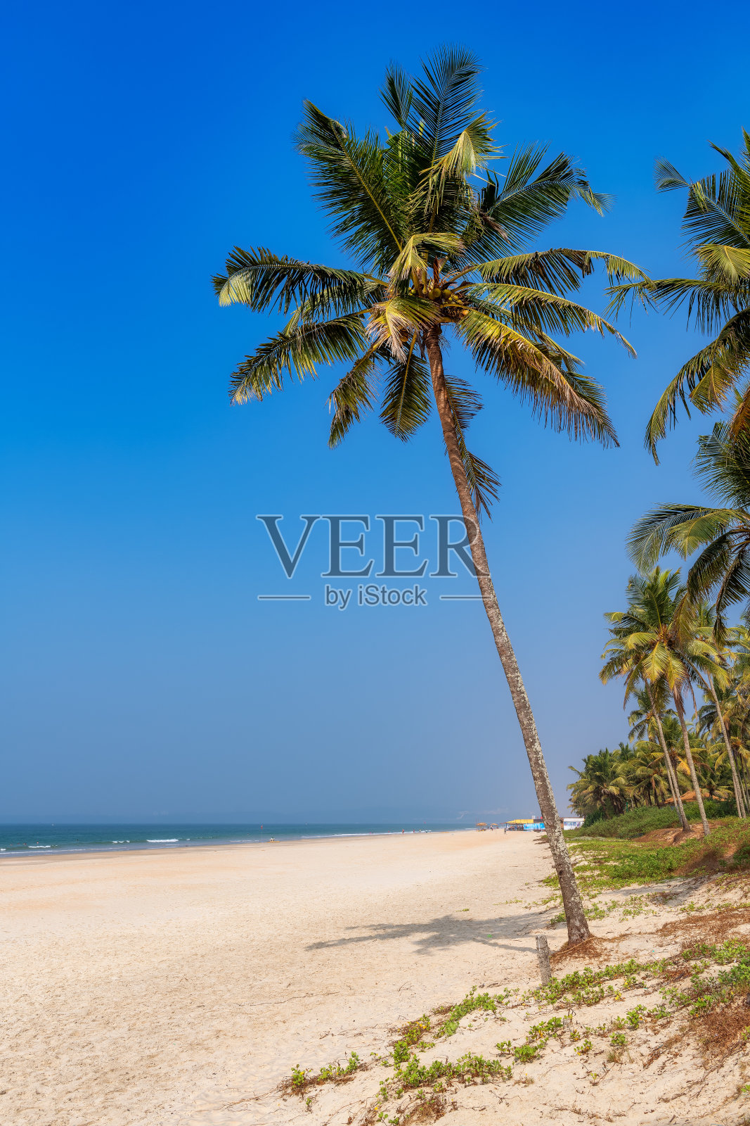 沙滩上有棕榈树和热带海洋。照片摄影图片