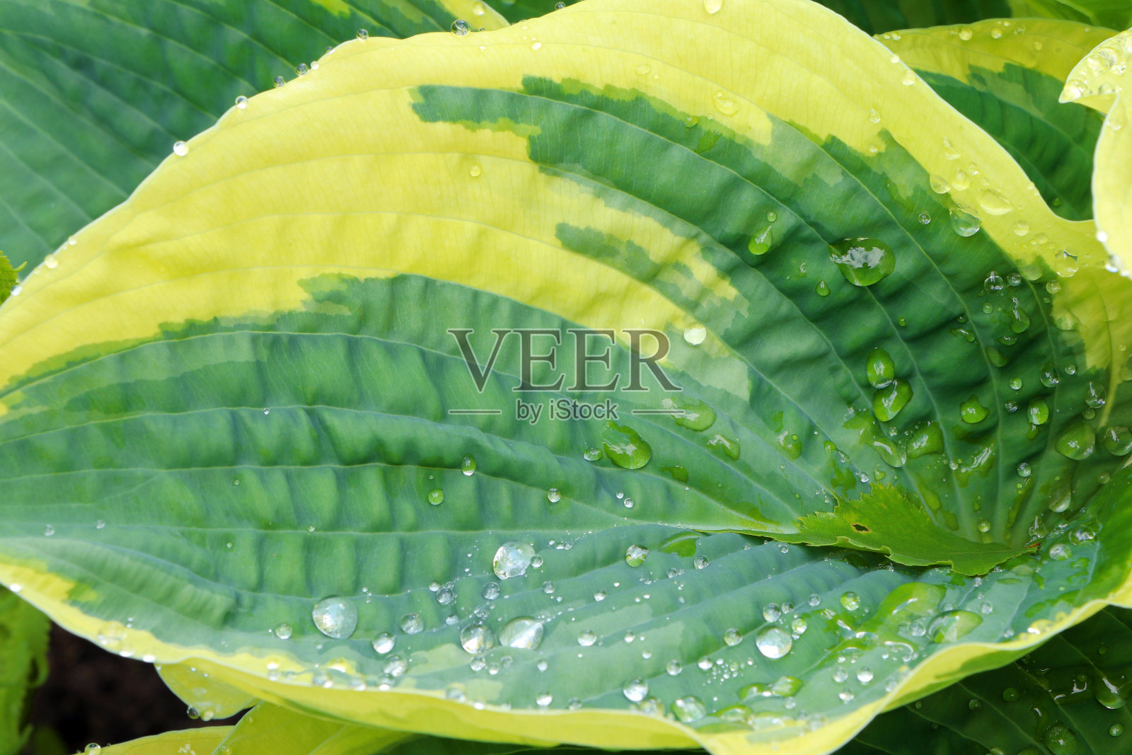 玉簪的绿叶。布什的玉簪属草本植物。合上绿叶。植物的背景照片摄影图片