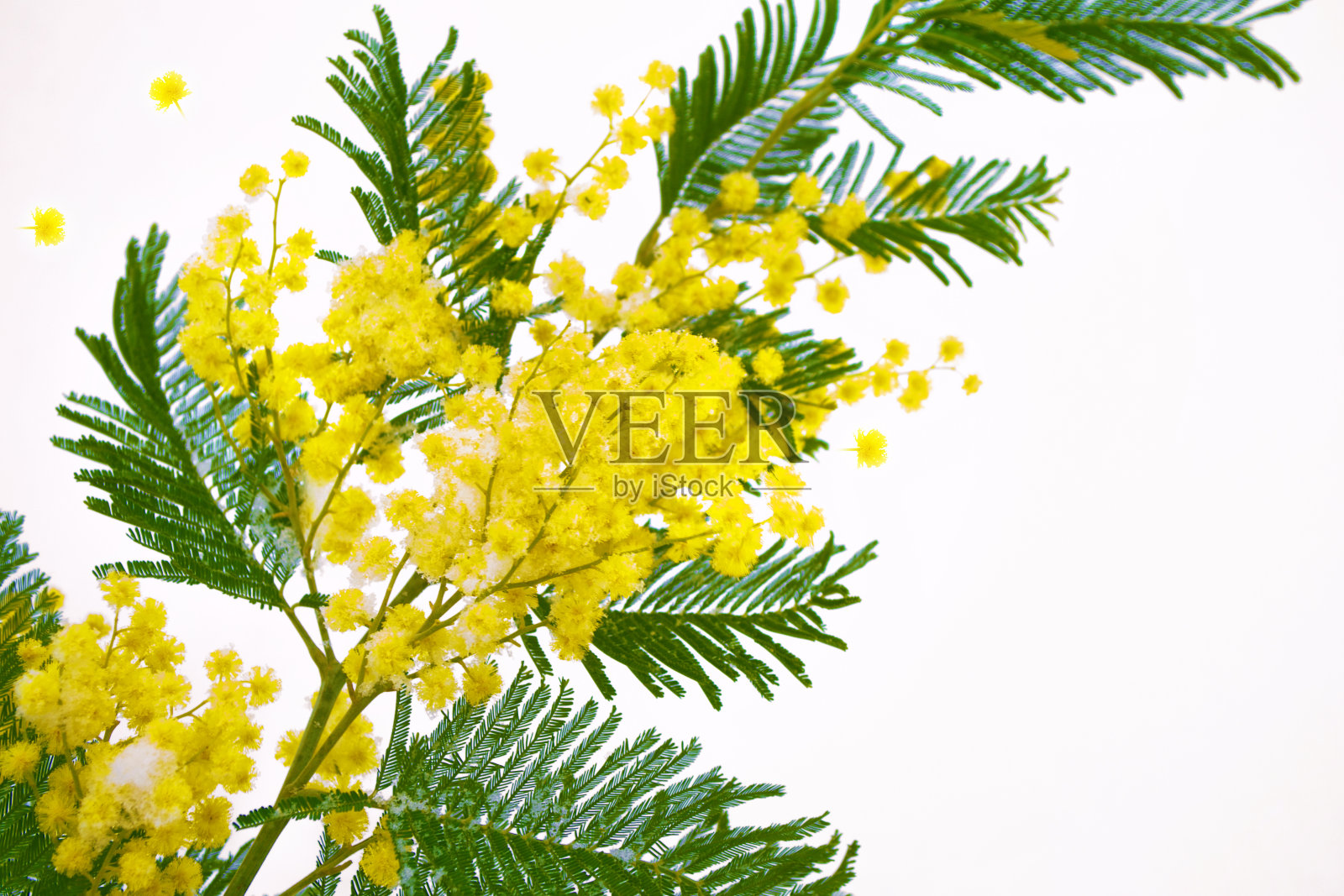 春天鲜花灿烂，含羞草黄嫩枝照片摄影图片