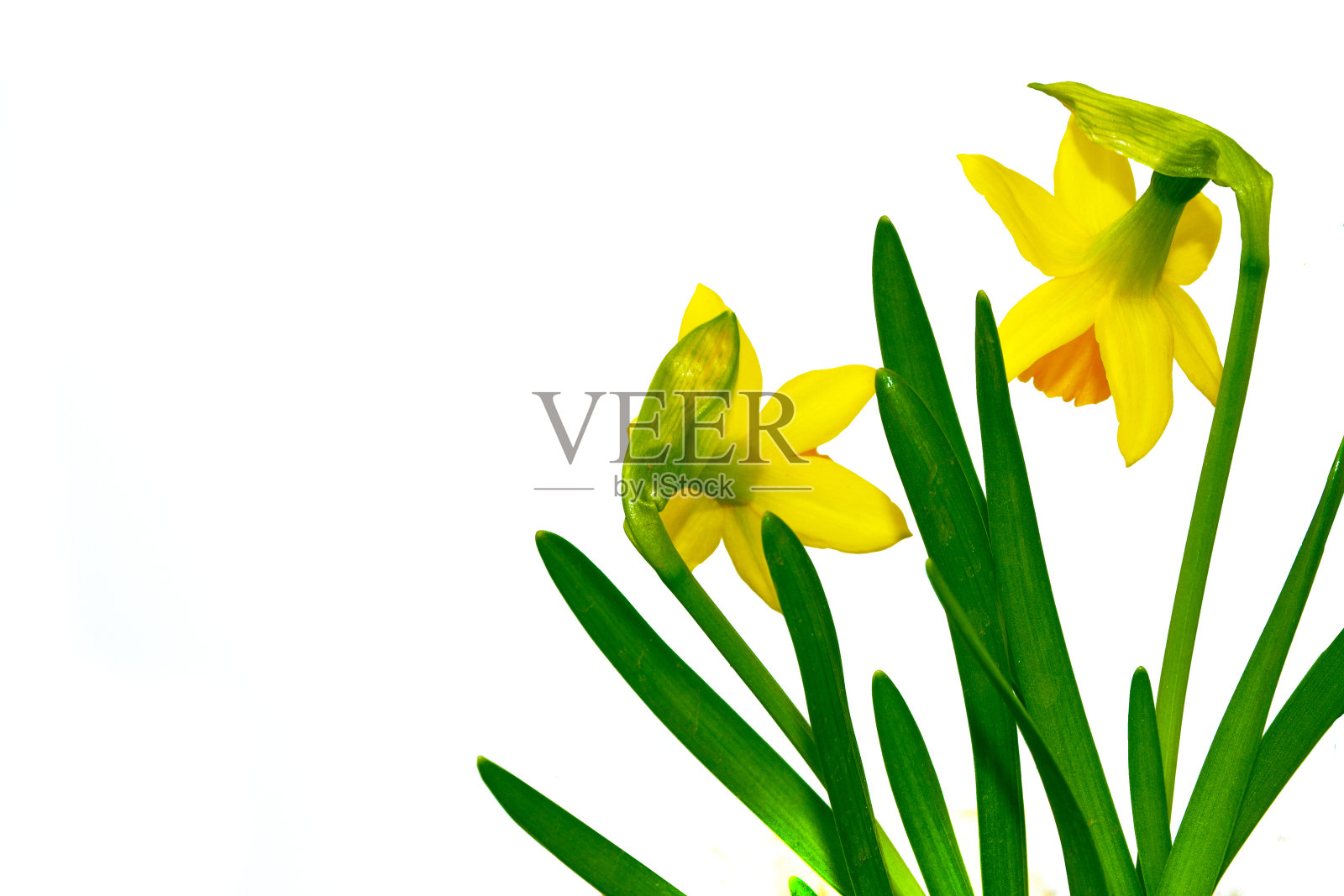 鲜艳多彩的花朵。照片摄影图片