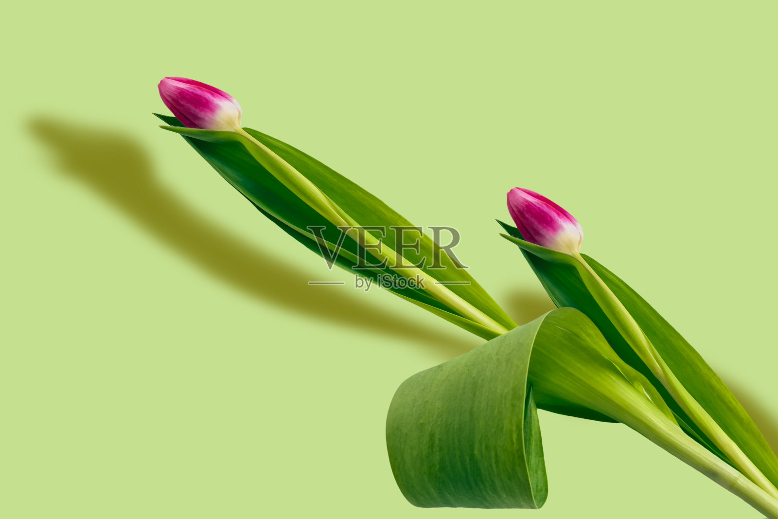 春天花郁金香照片摄影图片