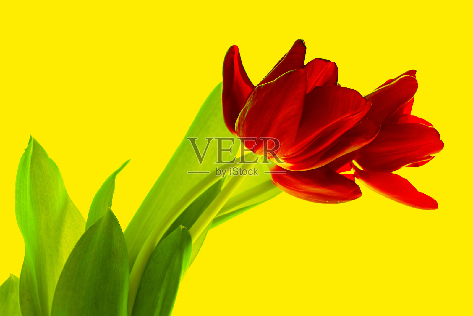 春天花郁金香。三花。照片摄影图片