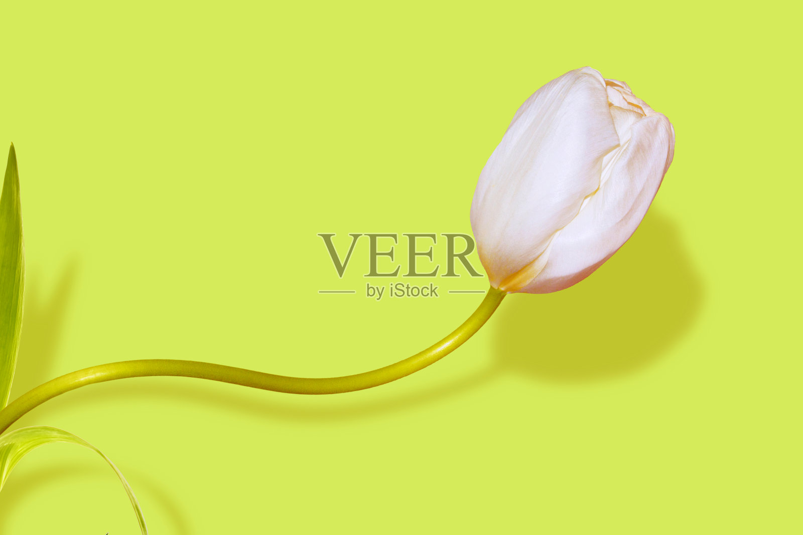 春天花郁金香照片摄影图片