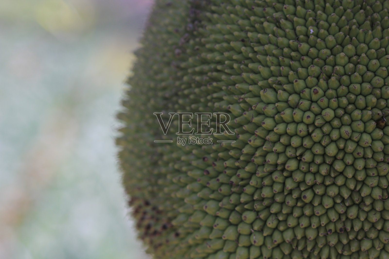 菠萝蜜照片摄影图片