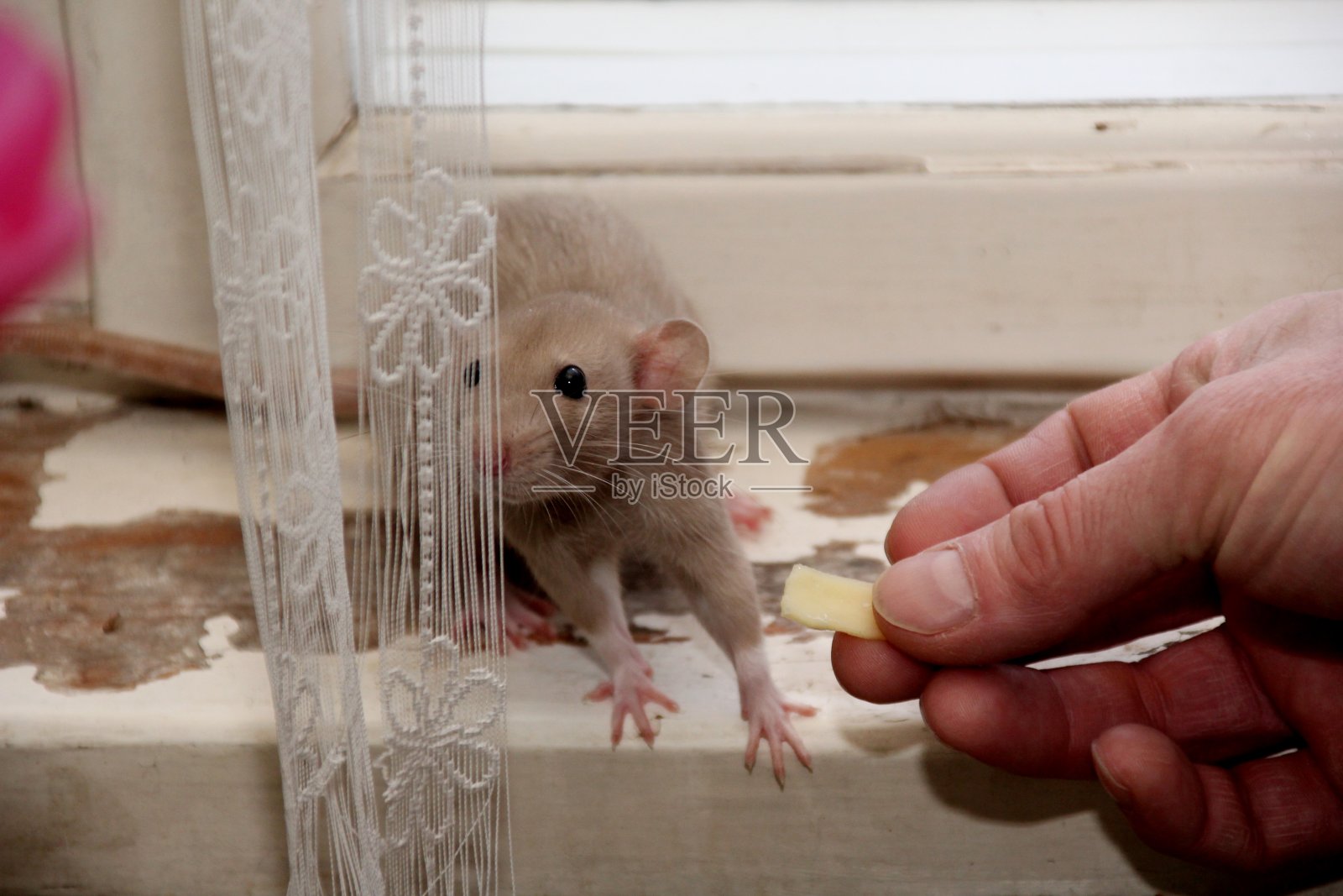 装饰性的棕色老鼠正在找东西吃照片摄影图片