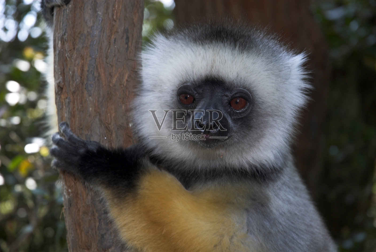 王冠Sifaka照片摄影图片