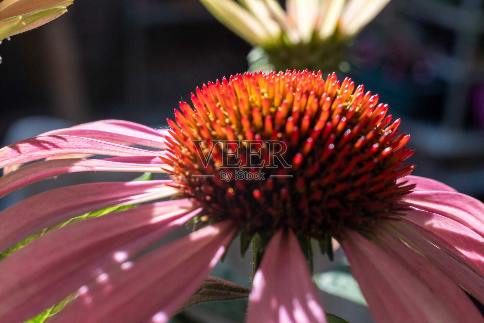 近距离观察紫色的松果花，紫锥菊，盛开在花园里照片摄影图片