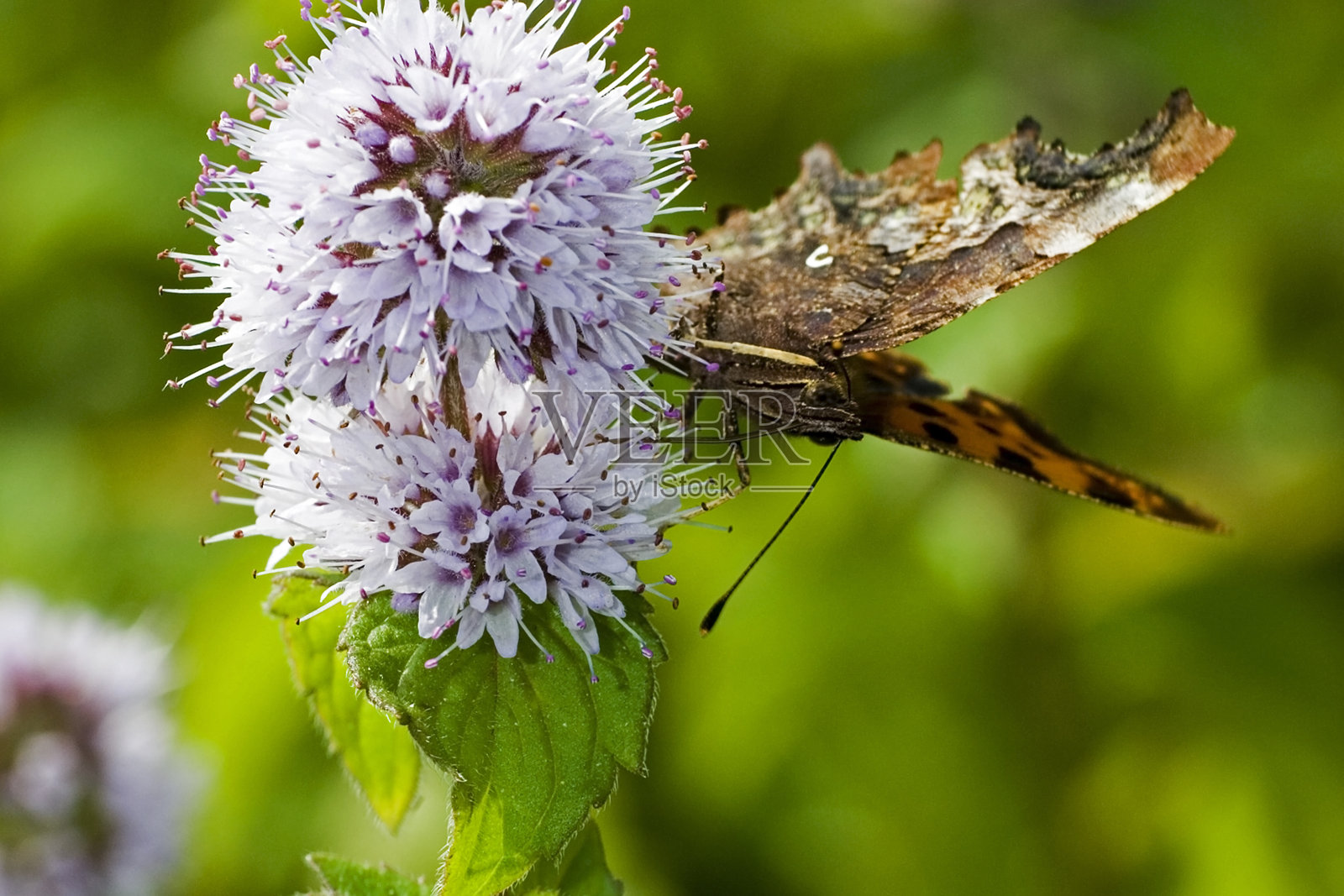 逗号蝴蝶照片摄影图片