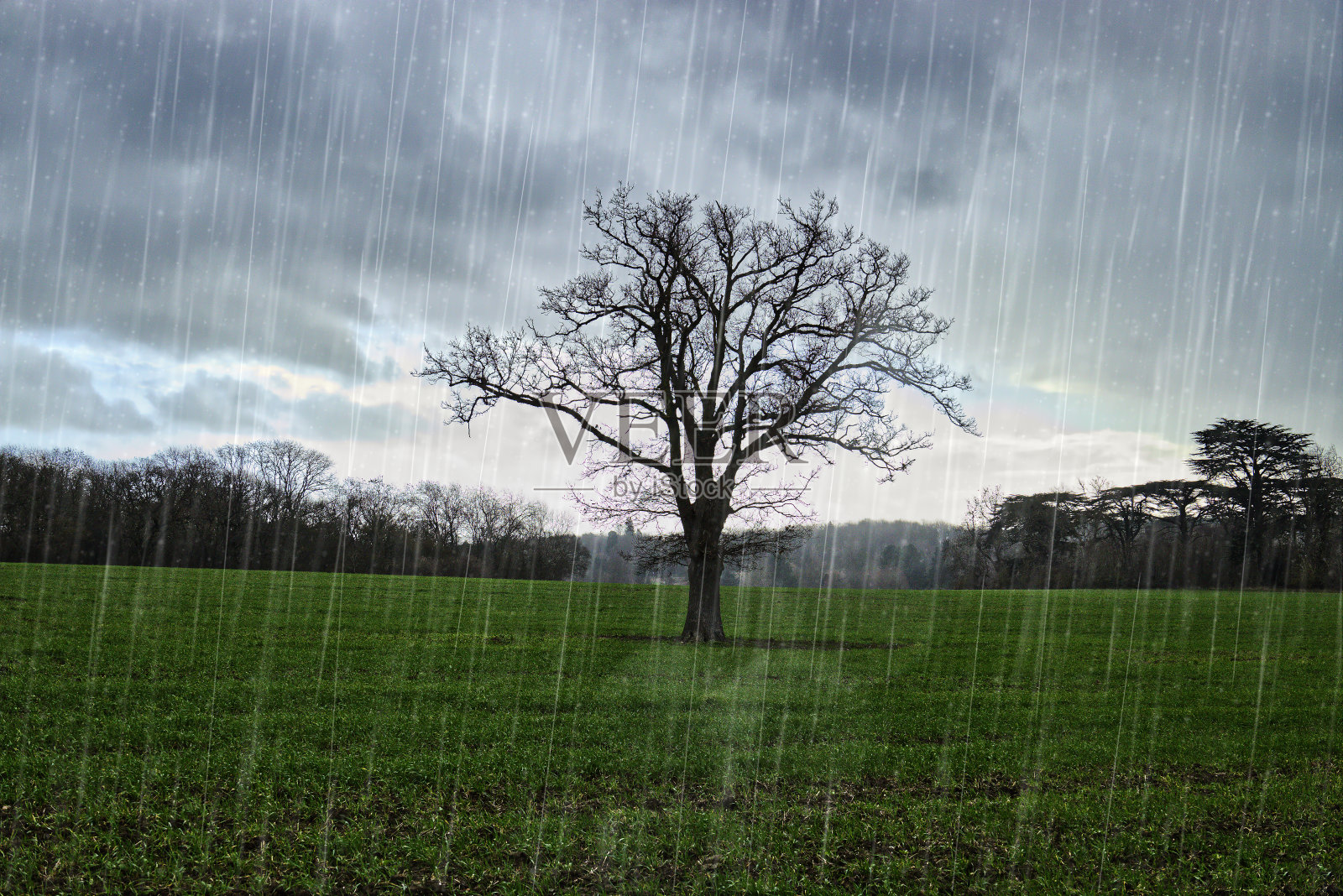 暴风雨中孤零零的一棵树照片摄影图片