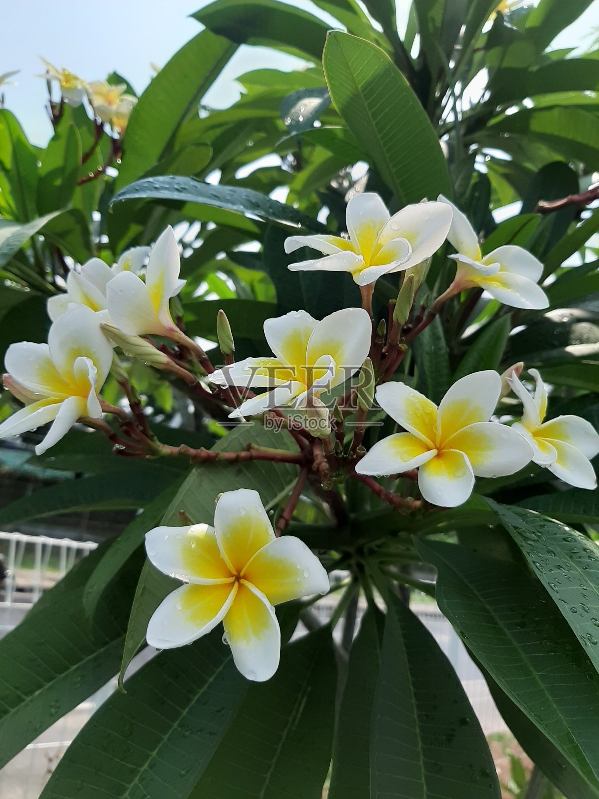 花照片摄影图片