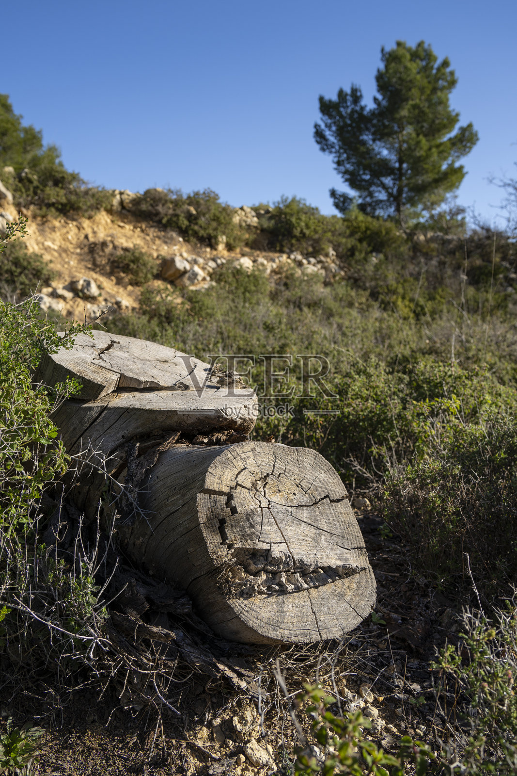 倒下的树木照片摄影图片