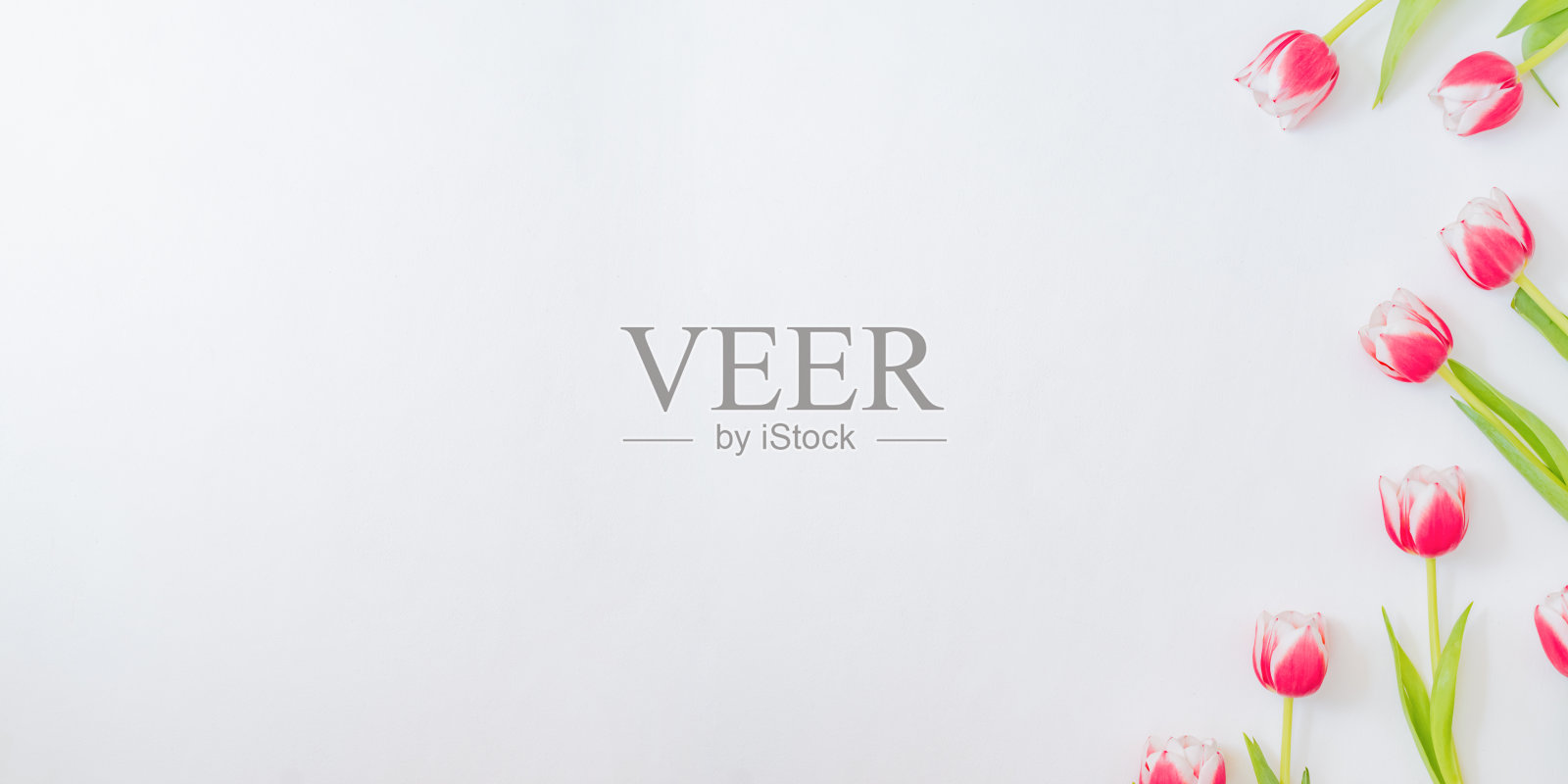 平躺情人节框架与粉红色郁金香在白色的背景照片摄影图片