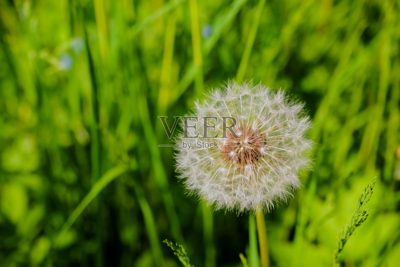白色的蒲公英草地。夏天的领域。蒲公英。春天的背景白色的蒲公英。种子。蓬松的蒲公英花映衬着夏天的风景。字段和蒲公英。照片摄影图片