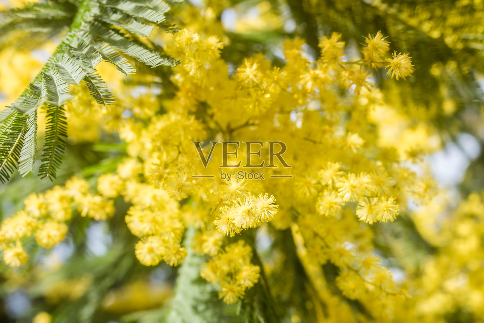 美丽的含羞草盛开特写照片摄影图片