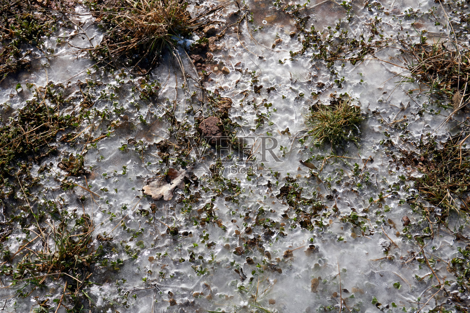 冰冻的湖泊与植物和石头的特写照片摄影图片