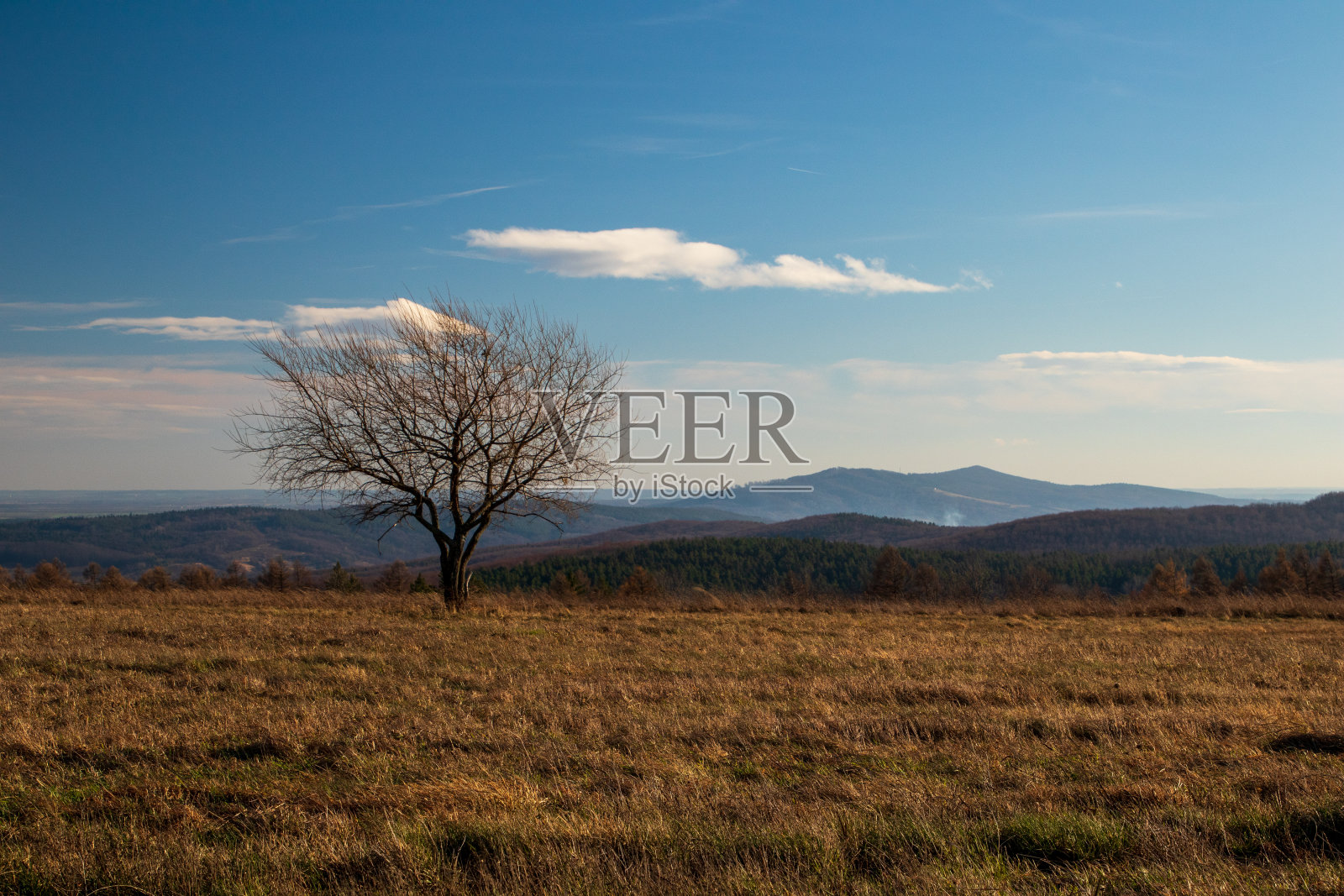 秋天的风景与树在田野照片摄影图片