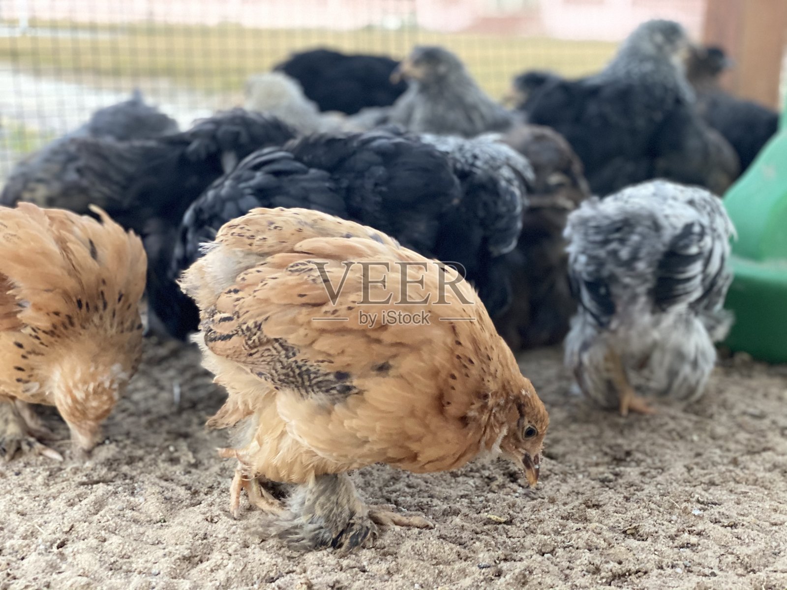 农场中的鸟类照片摄影图片