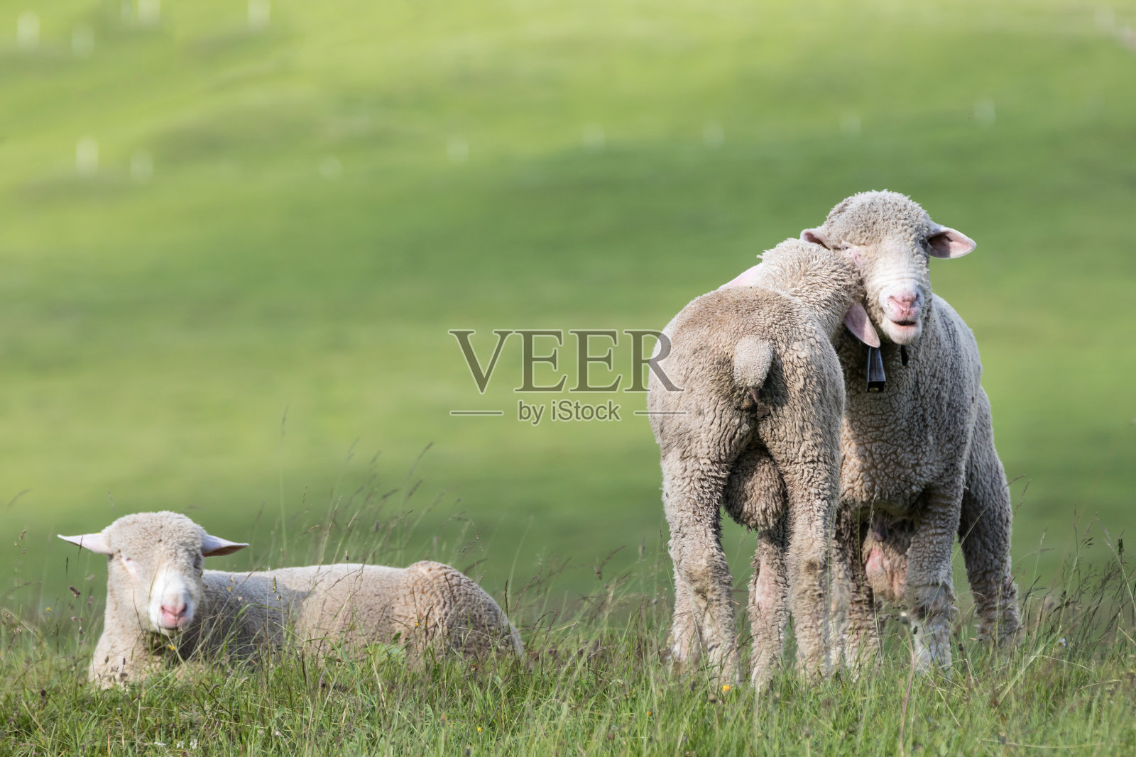 草原上的绵羊照片摄影图片
