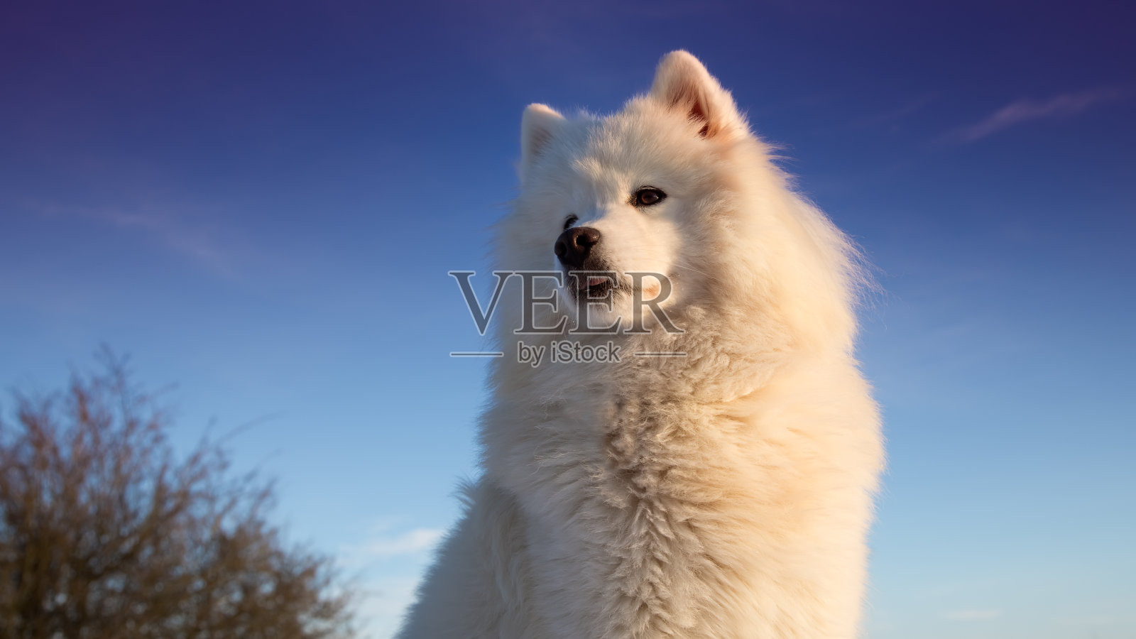 萨莫耶德人的狗照片摄影图片