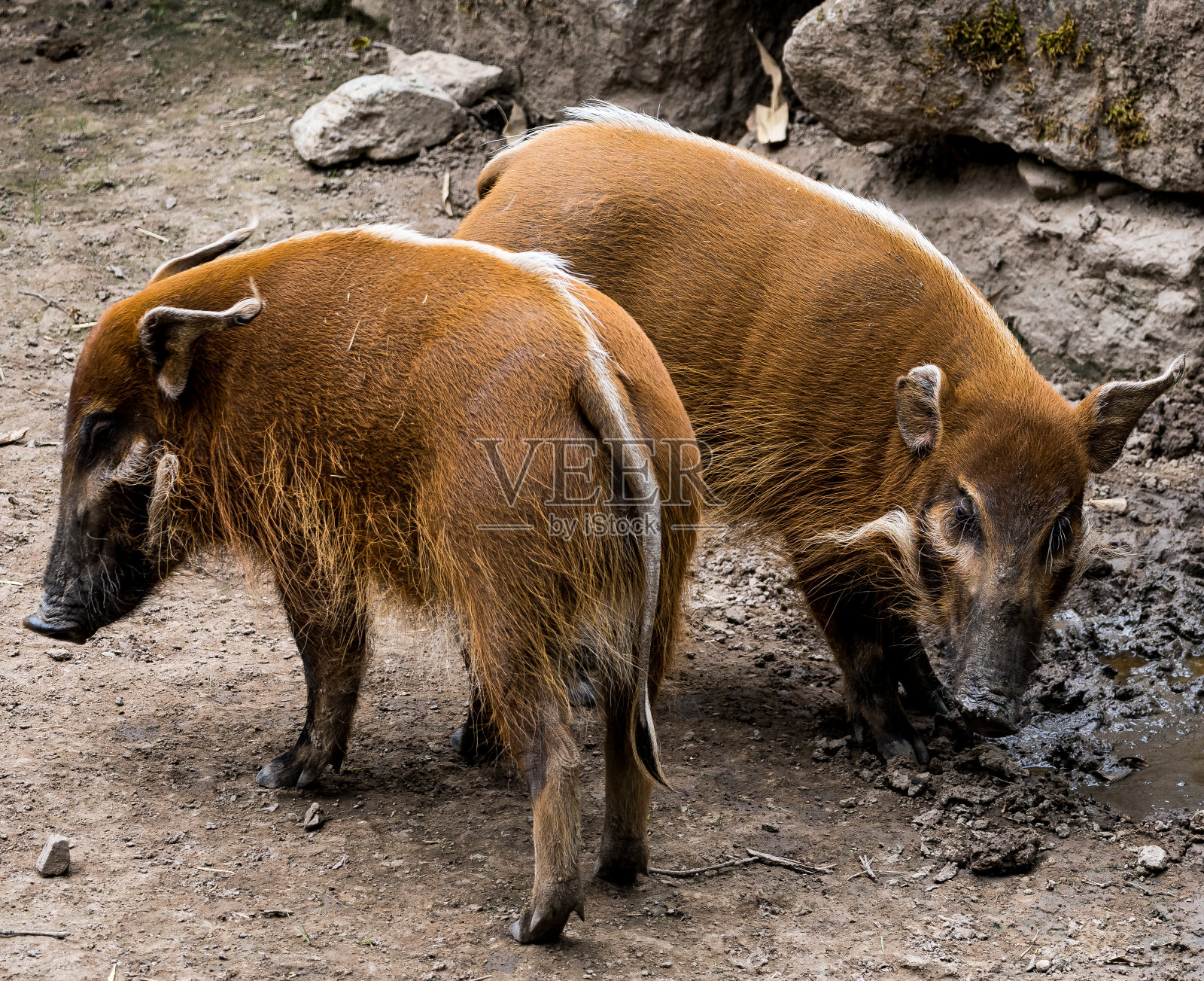 一只刷耳猪在动物园里四处游荡照片摄影图片