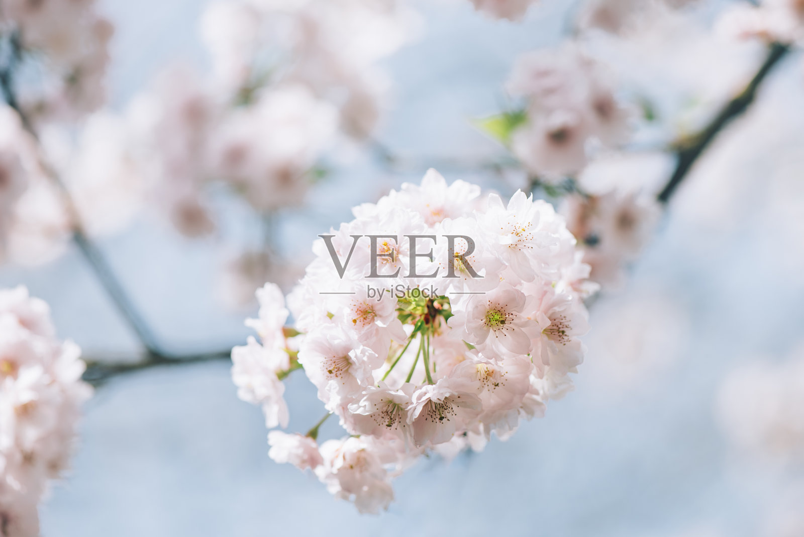 春天樱花盛开的美丽自然景色照片摄影图片