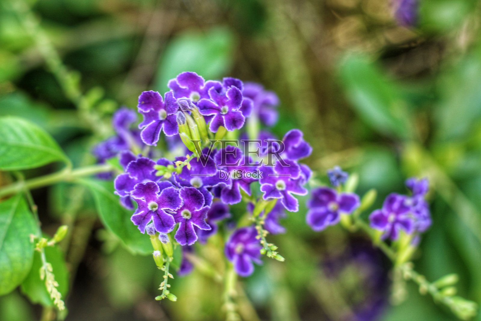 花照片摄影图片