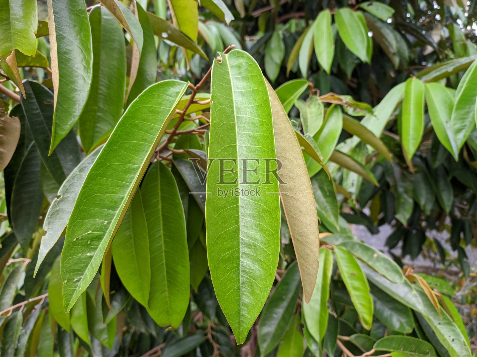 榴莲叶(Durio zibethinus)在热带自然婆罗洲照片摄影图片