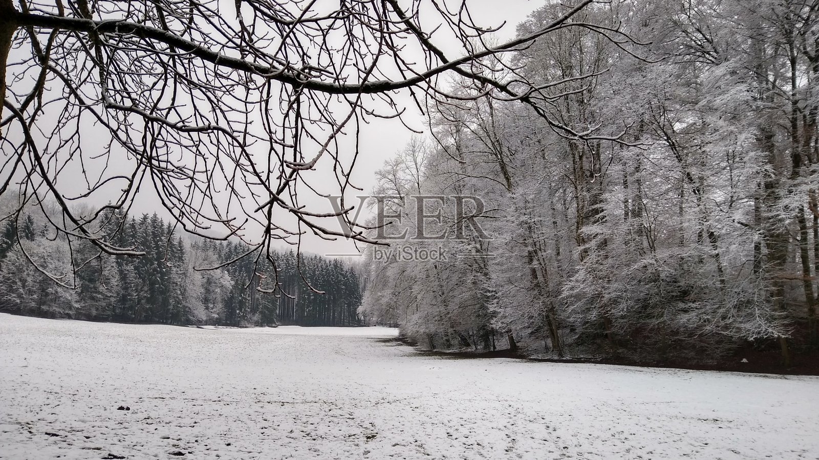 森林里有新雪照片摄影图片