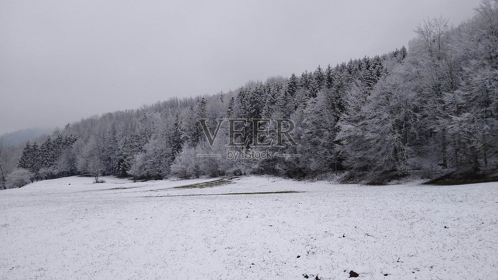 森林里有新雪照片摄影图片