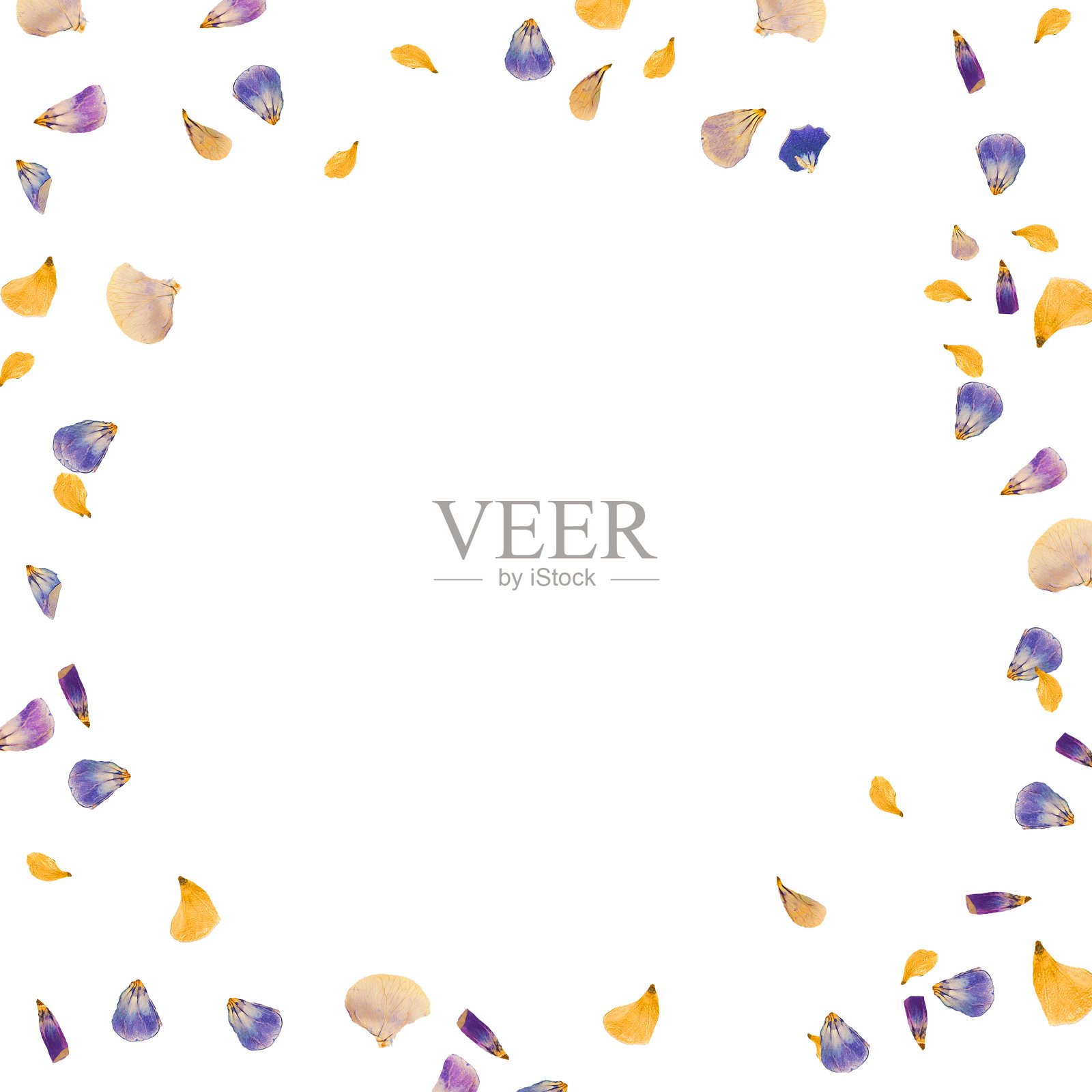 白色背景上散落着黄色和紫色的干花花瓣。照片摄影图片