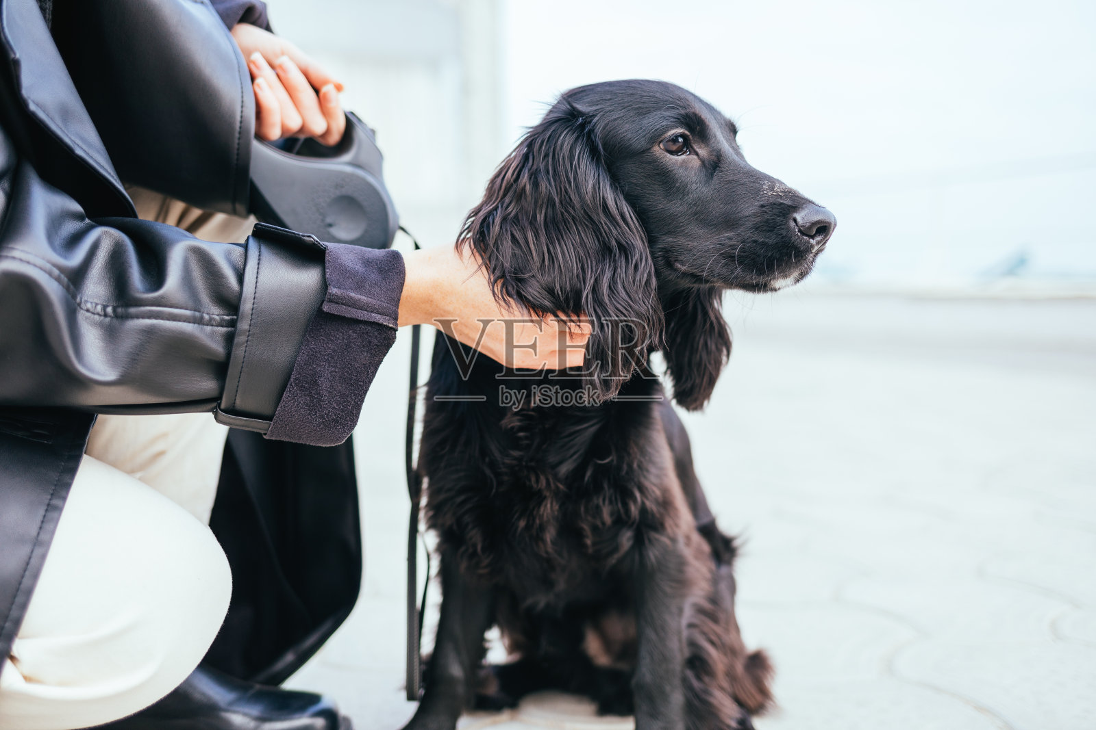一个陌生的年轻女人把她的猎犬小狗照片摄影图片