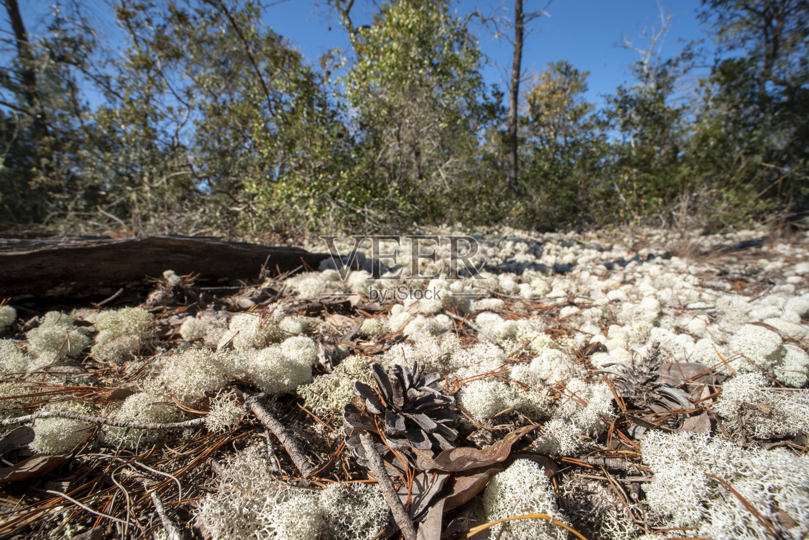 暴露的沙地松林的低角度视图与风化的圆锥在前景照片摄影图片