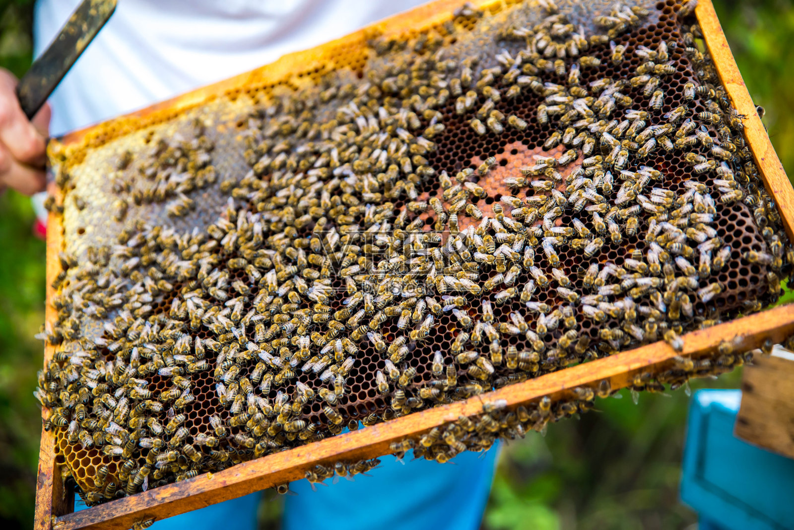养蜂照片摄影图片