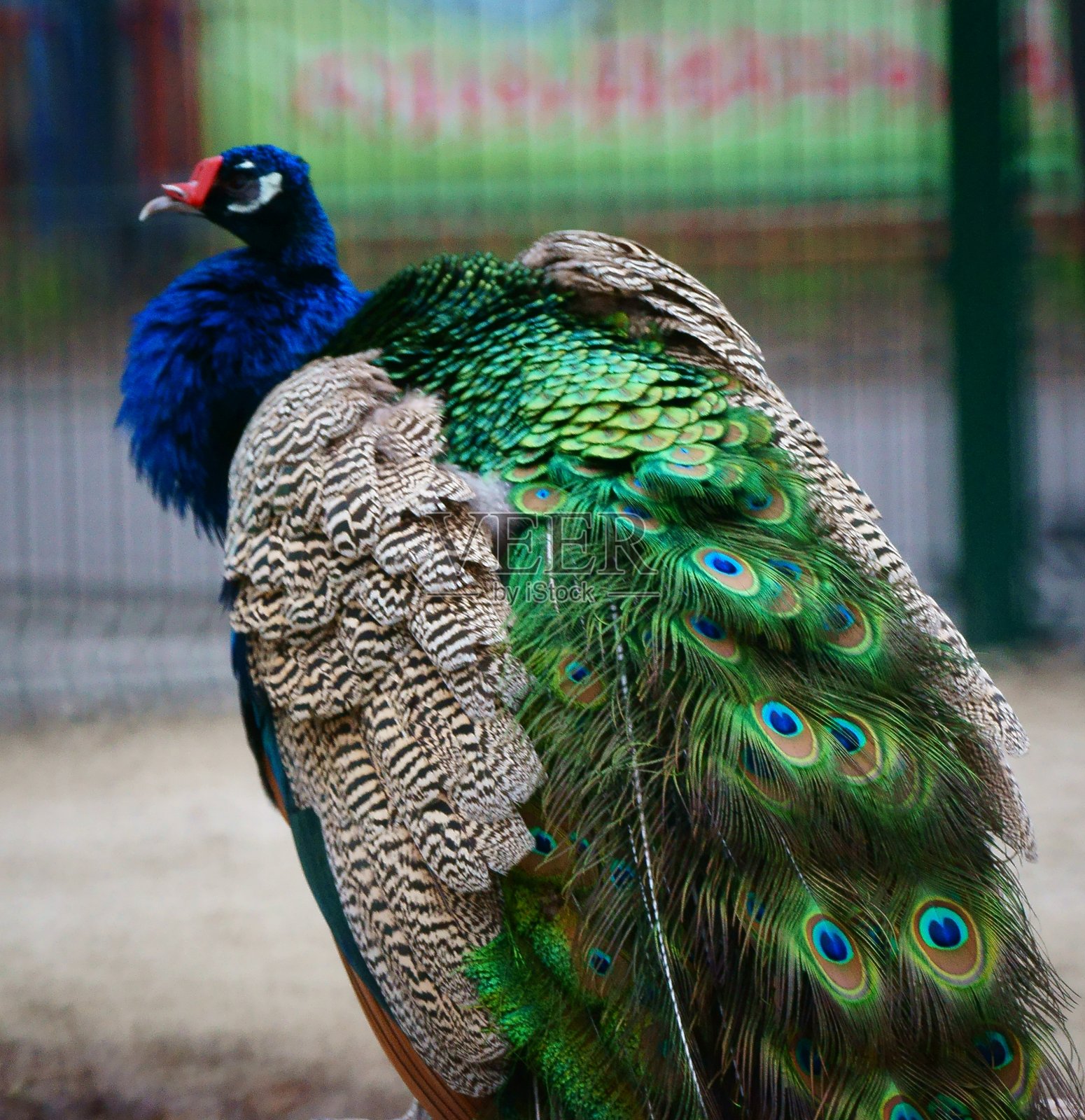 公园里的一只美丽的孔雀。照片摄影图片