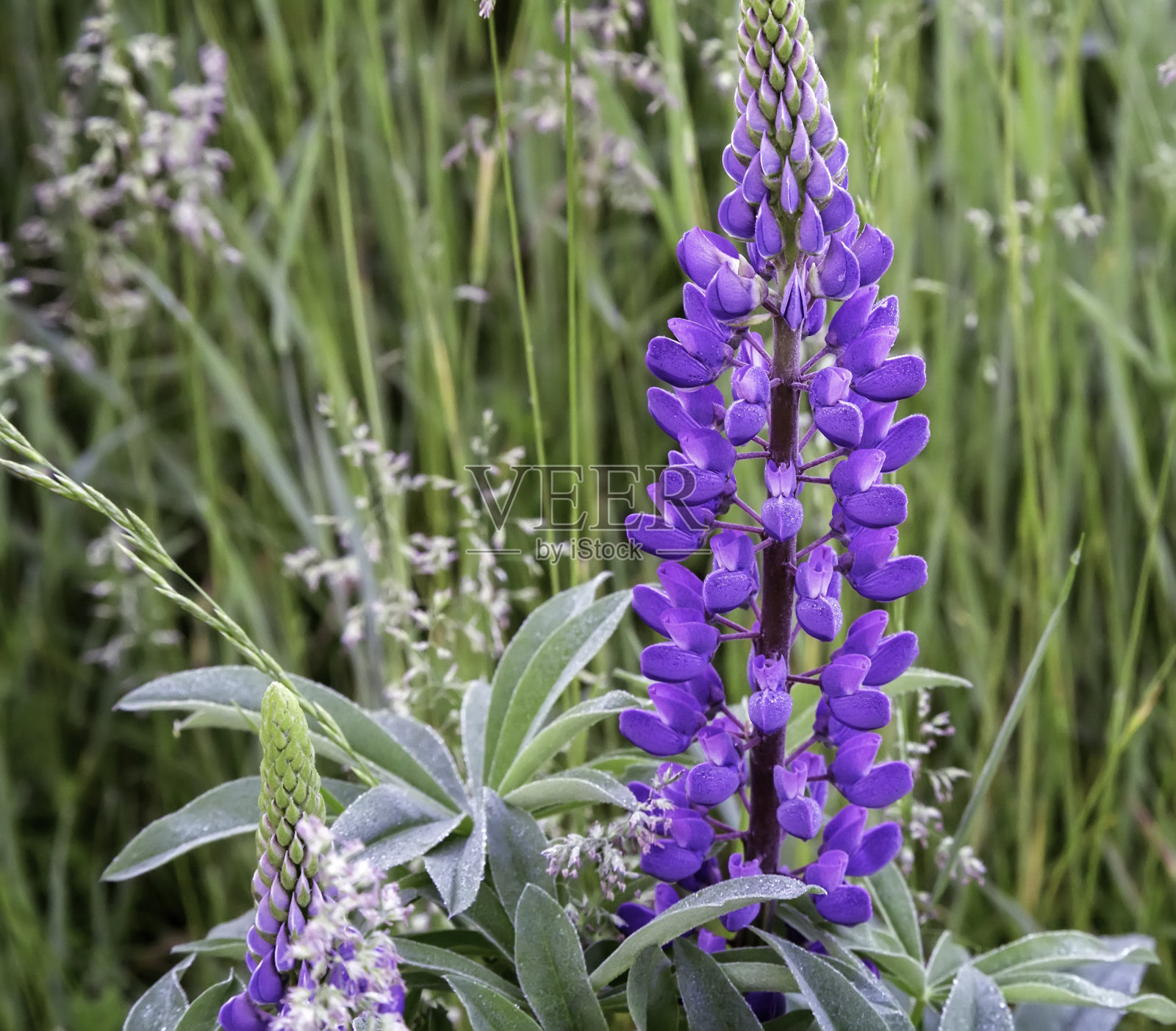田间开花的羽扇豆。照片摄影图片