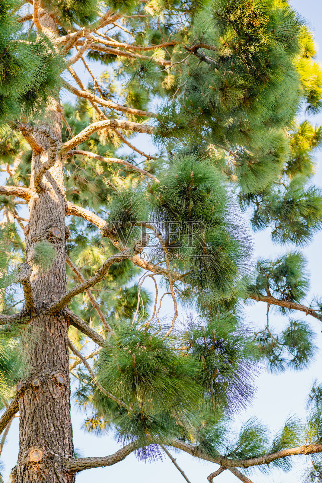 靠近松树。加那利岛松树(加纳利松)在城市公园照片摄影图片