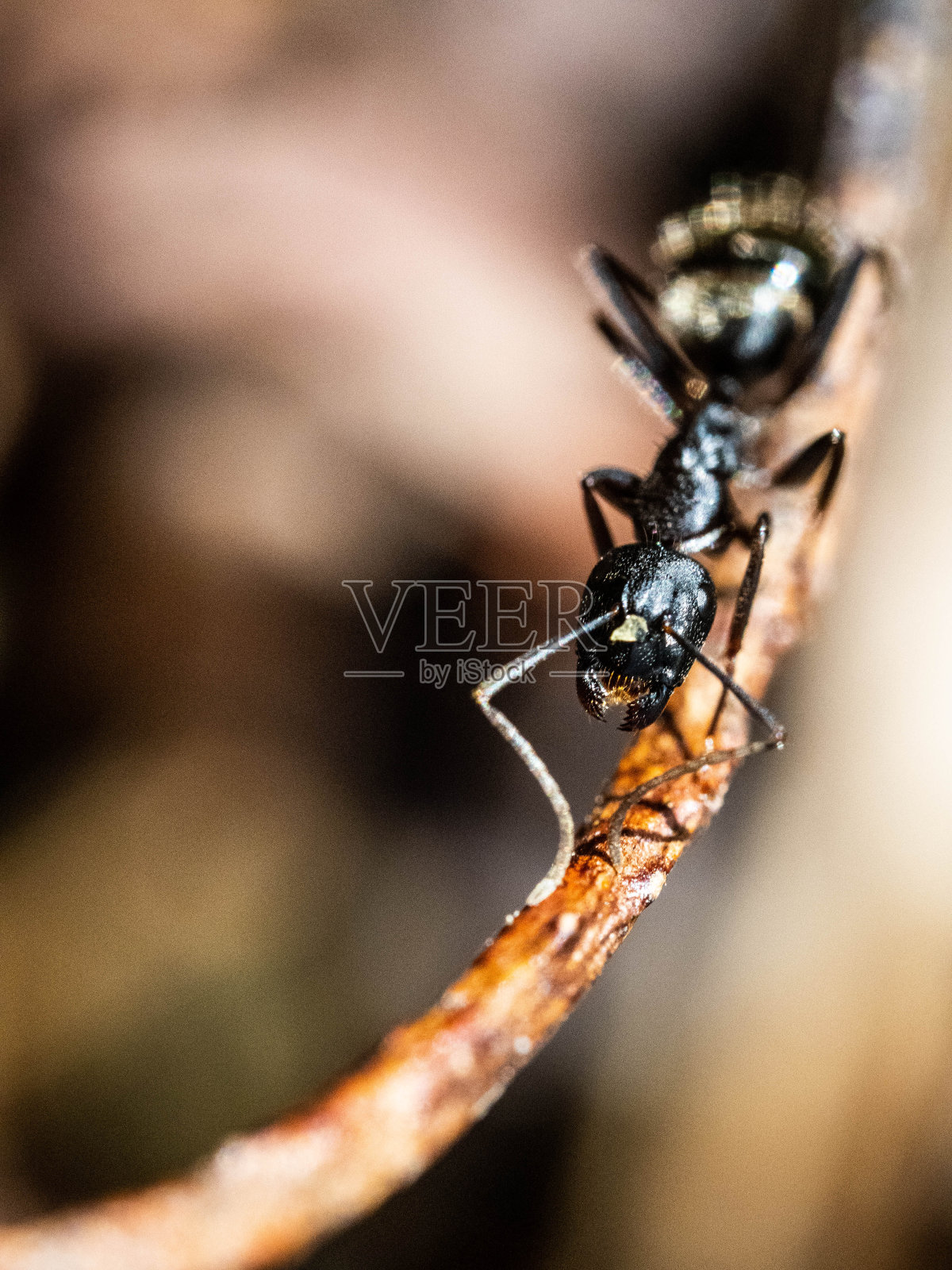 木匠蚂蚁照片摄影图片