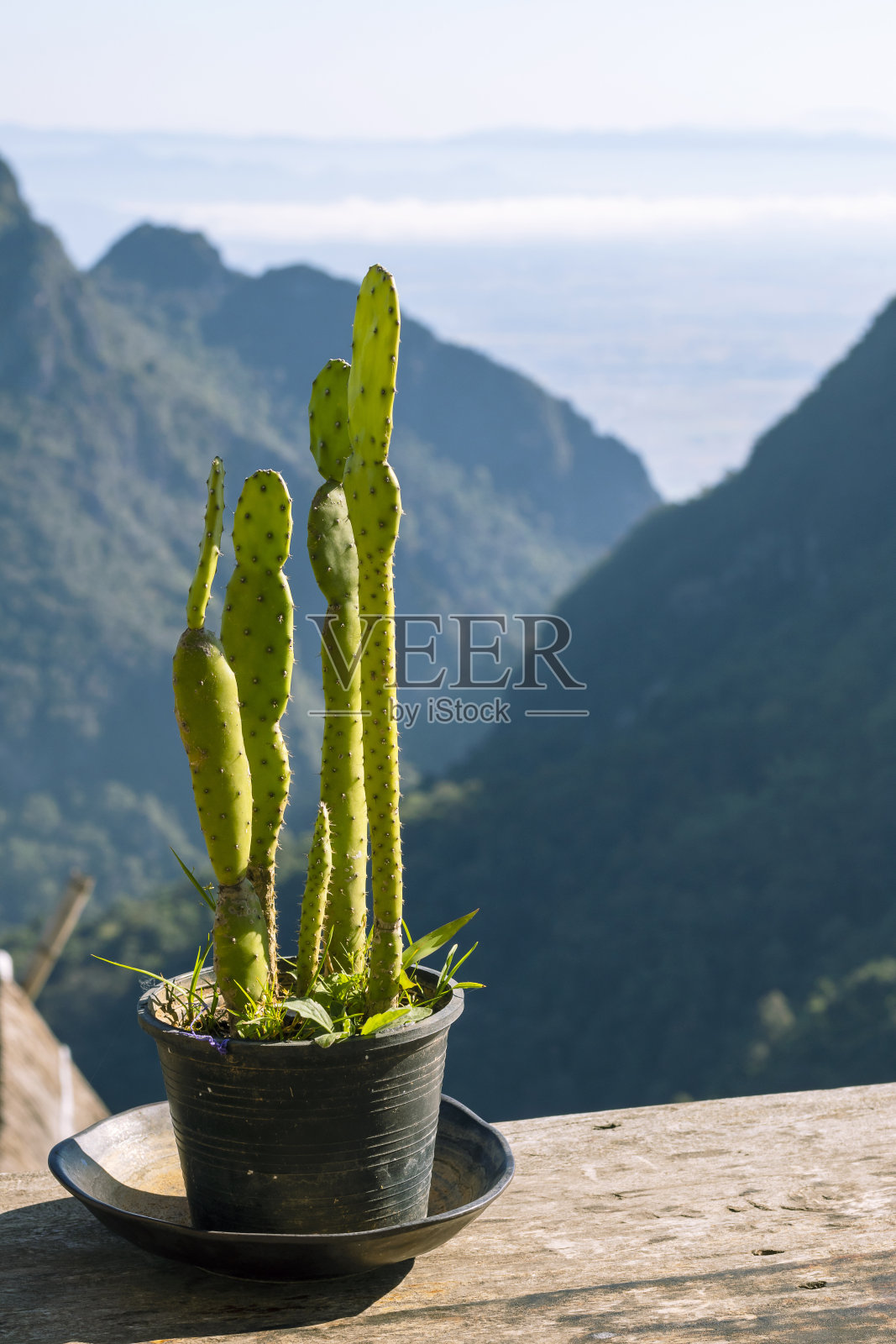 仙人掌植物与山景在背景照片摄影图片