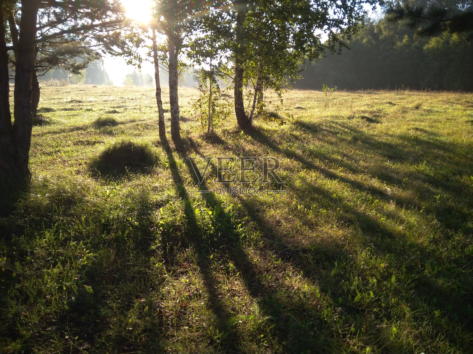 傍晚，夕阳的余晖透过森林中的树木照耀着照片摄影图片