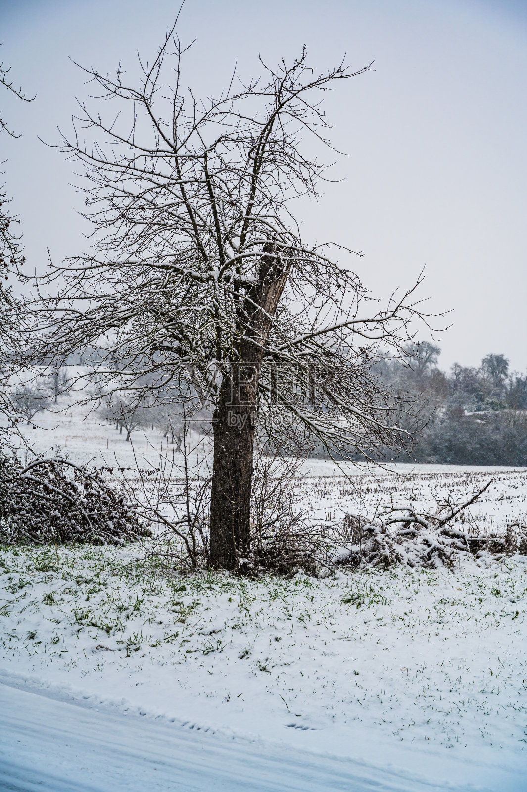 白雪覆盖的光秃秃的树木的特写镜头照片摄影图片