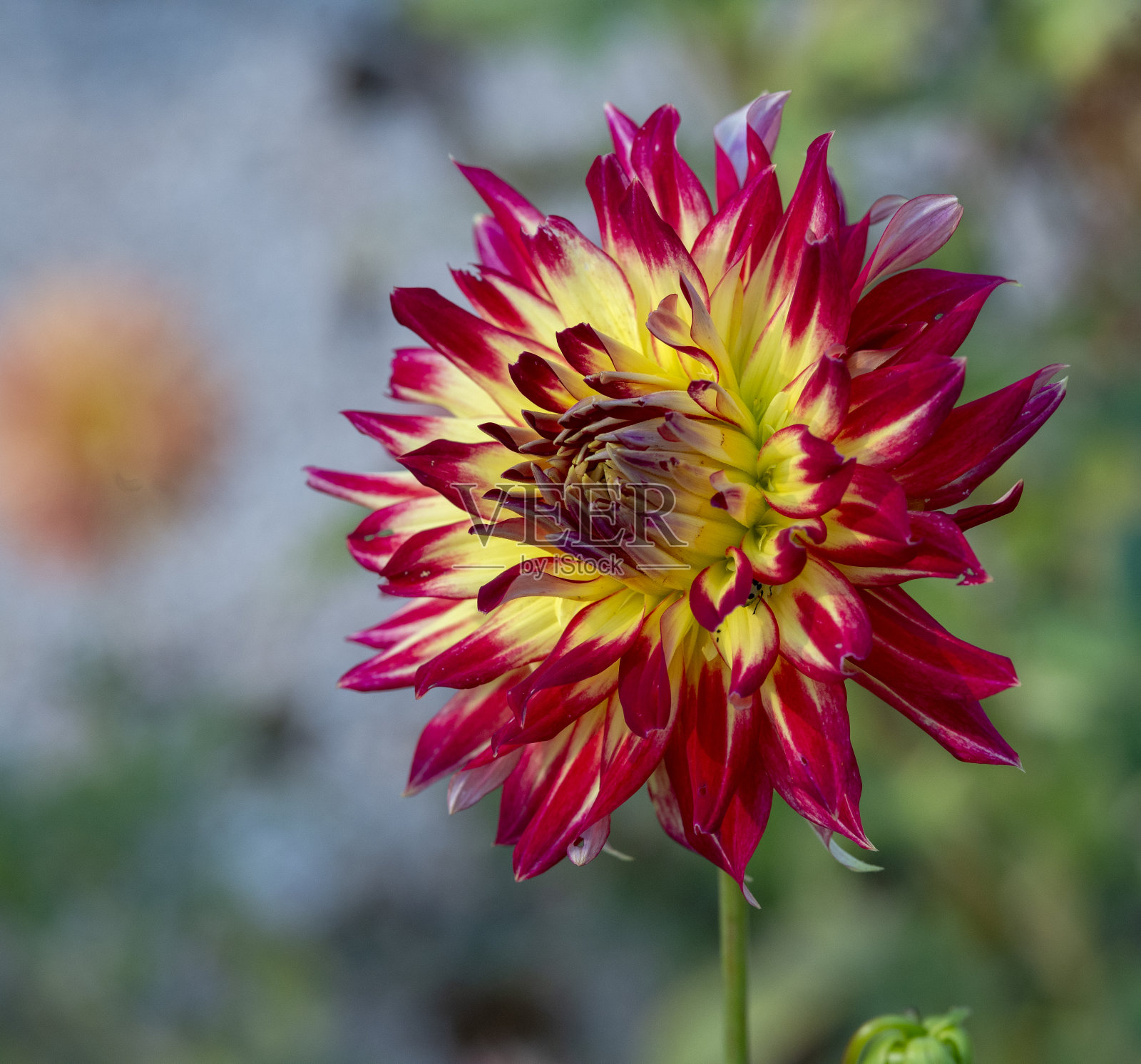 花照片摄影图片