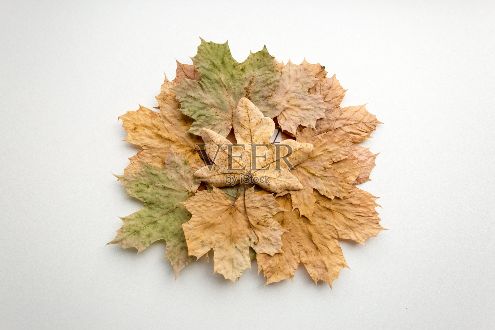 一组叶子照片摄影图片