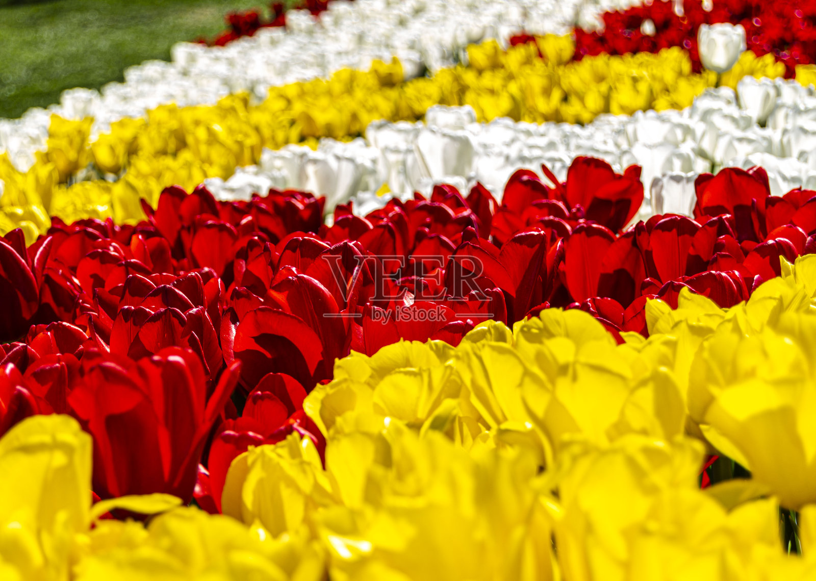 土耳其伊斯坦布尔的酋长国公园里有许多美丽的五彩郁金香照片摄影图片